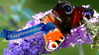 Schmetterlinge "Tagpfauenauge" die Pracht wilder Blumen und Früchte.The Natural World / Живой мир .