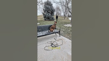 How to Teach Your Dog the Place Command. #DogTraining #DogTrainer