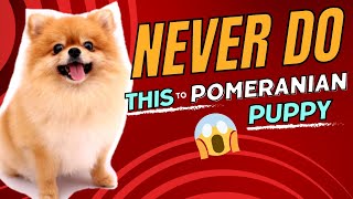 Never Make These Mistakes With Your Pomeranian Puppy! MustWatch Advice! #pomeranian