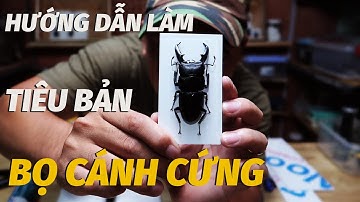 CÁCH LÀM TIÊU BẢN CÔN TRÙNG | BỌ CÁNH CỨNG