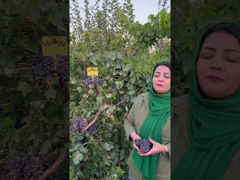 نهال انگور وارداتی بلک سیدلس 