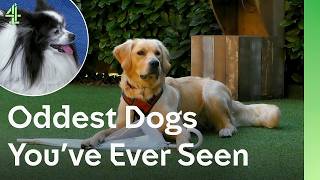 World's Funniest & Strangest Dogs Ever | The Dog House 🐶