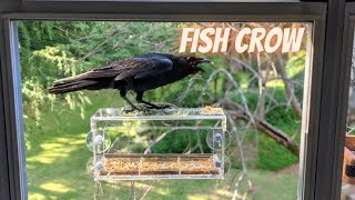 Fish Crow At Feeder And Slow Motion Flying