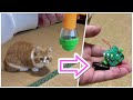 【悲劇】ダイソーの光るコマで猫と遊んだら一瞬で壊れました