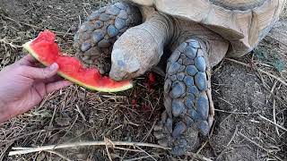 Feeding Big Ike A Watermelon And Some Cactus!