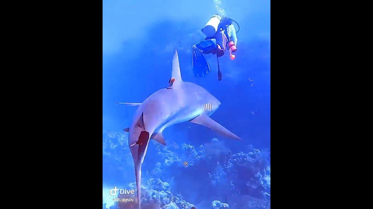 Caribbean Reef Sharks in Belize. Lighthouse Reef after The Great Blue Hole. 