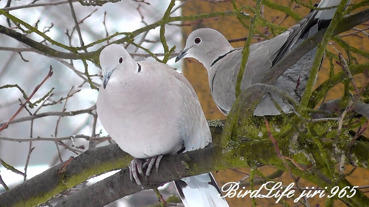 Hrdličky zahradní (Streptopelia decaocto)-Türkentaube-Eurasian Collared
