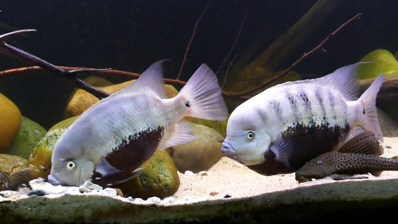 F1 V. melanurus and F1 C. pearsei both with fry.