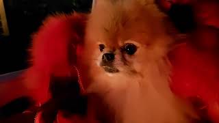 A mini pomeranian on a picnic.