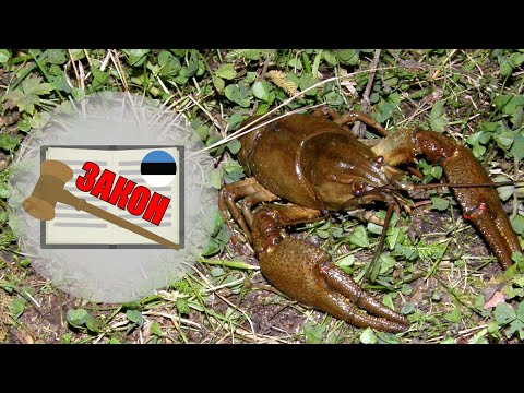 Ловля Раков река Дон - #51 Ловля Раков река Дон - #51
