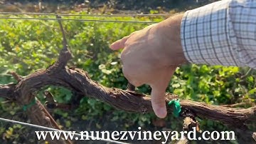 Pruning: Modified VSP Trellis (Herring Bone)