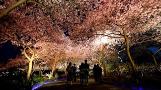 美しい夜桜のトンネル