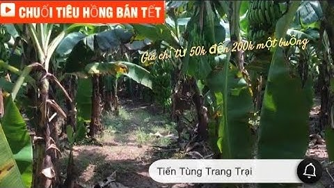 TRANG TRẠI SẠCH CHUỐI TIÊU HỒNG BÁN TẾT 50K ĐẾN 200K MỘT BUỒNG !!!