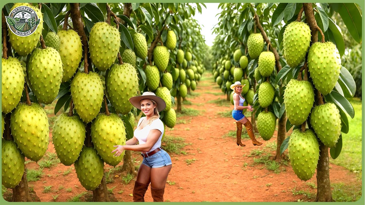 How Million Tons of Soursops Are Harvested & Processed  - The Marvel of Soursop Farming