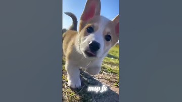 cute # song # music # youtube # shorts # edit to msp