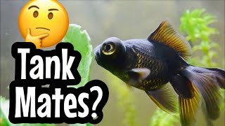 Black Moor Goldfish Tank Mates