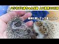 子供が心配でブチギレお母さんとハリネズミ赤ちゃん兄妹保育20日目