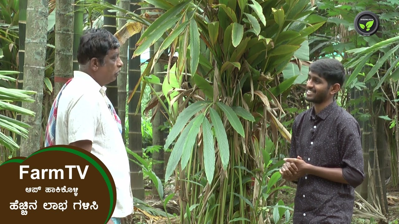 ಮಾಗಡಿಯಲ್ಲಿ ಮುದ್ದಾಗಿ ಬೆಳೆದ ಏಲಕ್ಕಿ - ಶ್ರೀ ಚಿದಾನಂದ ಮೂರ್ತಿ | Cardamom In Magadi | Farmer Interview