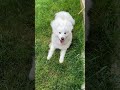 Snoot rubs in the grass 🤍🌱 #samoyedlove #dog #daisy #samoyedpuppy #snoot #grass #happy