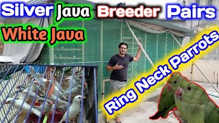 White Java & Silver Java Breeder Pairs Going To Ejaz Bhai Setup Faisalabad | RingNeck Parrots Cargo