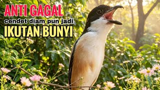 toet toet cendet gacor suara ALAMI yang bikin cendet diampun pastikan ikutan bunyi dengar suara ini