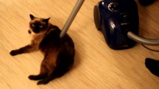 сиамский кот и пылесос 2012 сиамский кот и пылесос 2012