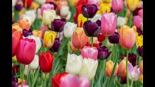 Tulips. Самые красивые тюльпаны мира. Весенние цветы