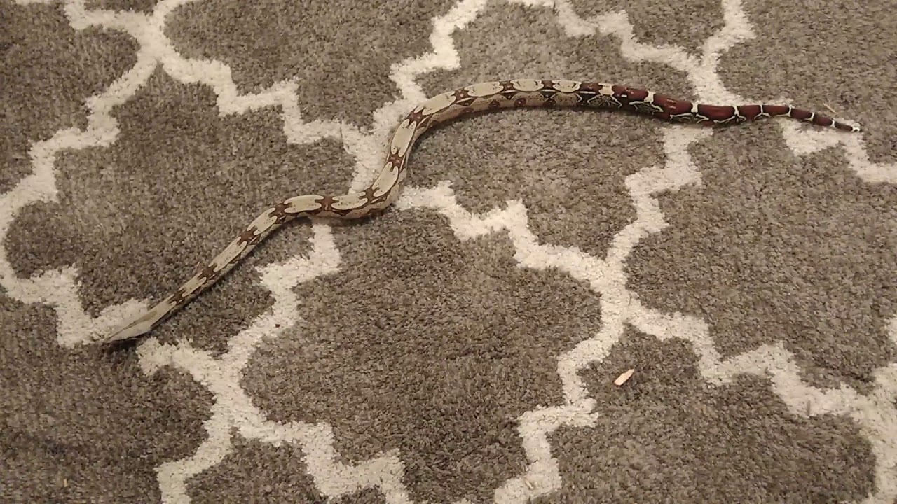 video phone beyonce mp3 red tail boa constrictor fresh shed update