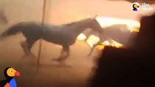 Guys run into burning barn to save horses | these ran a trapped by the
california wildfires. credit: facebook/leonel ta...