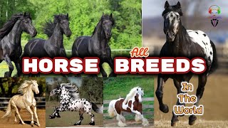 Horse Breeds In The World by rtzone sl 44,303 views 3 years ago 10 minutes, 24 seconds