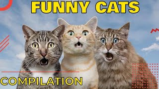 Funny cats videos try not to laugh  Beautiful cats video