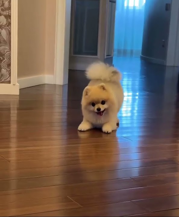 The first time I came to my friend's house, did his puppy like me?Pomeranian, Pomeranian baby,