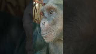 Rodder's and Naree at Monkey World Dorset