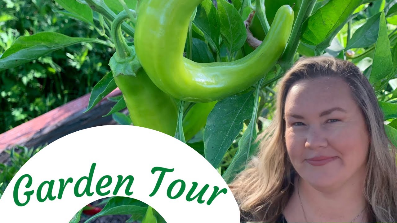 September 2022 Garden Tour Zone 9 Fall Garden is sprouting YouTube