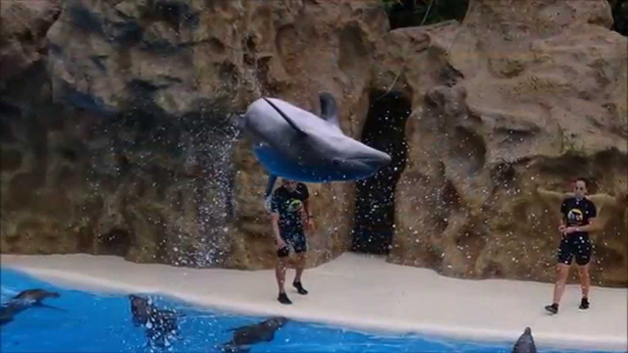 Teneryfa   -  Loro Parque  -  Pokaz delfinów.