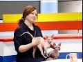 Заводчик котов породы канадский сфинкс в программе «УТРО» на СТВ