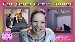 Fat Cats Can't Jump! | Cat Clip Reaction Video | Life With 18 Cats