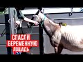 СПАСЛИ БЕРЕМЕННУЮ ЛОШАДЬ (Её хотели продать на убой) Ветеринарное ранчо на русском