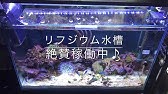 濾過槽にリフジウムを設置しました 海水魚水槽 アクアリウム Youtube 濾過槽にリフジウムを設置しました 海水魚水槽 アクアリウム Youtube