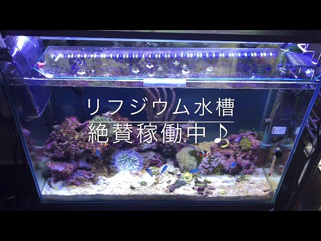 JUN リフジウム水槽　(関東用周波？) JUN リフジウム水槽 (関東用周波？)