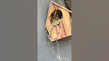 गौरैया के बच्चे | HOME | #shortsfeed