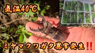 Insect collecting] The largest number of stag beetles ever