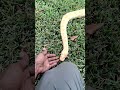 Albino Burmese python burma Burma outside in the grass.