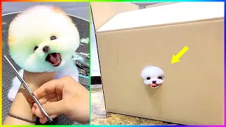 The Cute Pomeranian Tea Cup is Trying to Get Out of The Box 🐾 #512 by Min Cute 20,340 views 2 months ago 9 minutes, 25 seconds