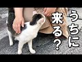 近所の地域猫がうちの子になった日【保護猫・老猫】