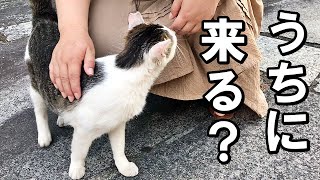 近所の地域猫がうちの子になった日【保護猫・老猫】