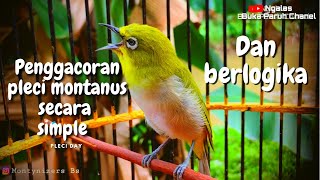 Cara merawat pleci gacor pakai logika pleci montanus buka paruh