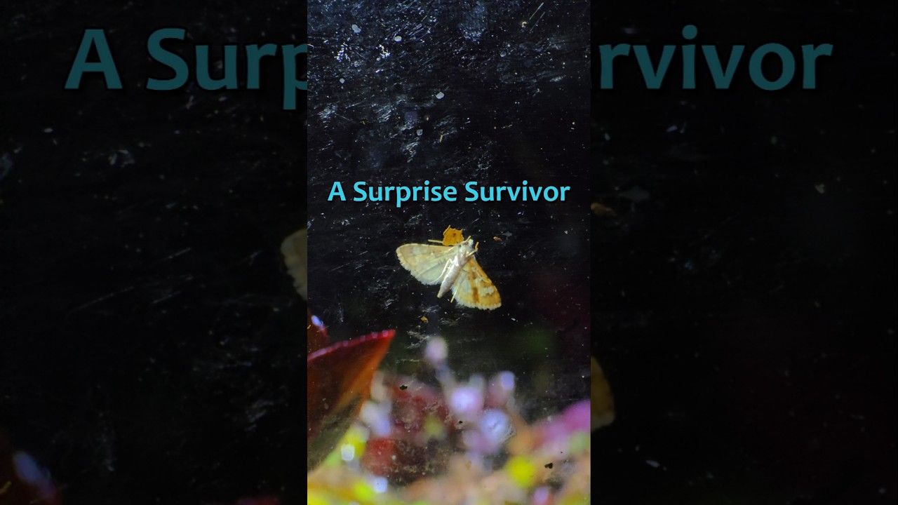 В биоме озера появились мотыльки, которые, вопреки всем прогнозам, выжили в сетях черной вдовы.