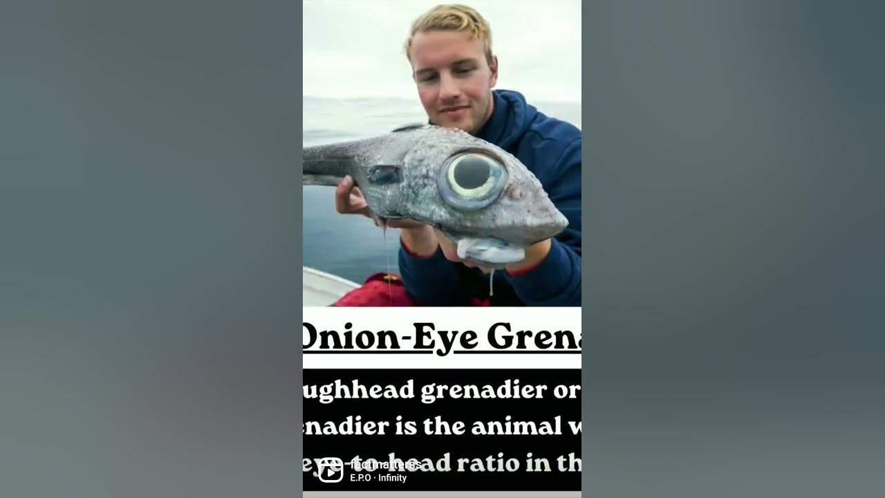 Onion Eye Grenadier [ Macrourus berglax ] Monster fish