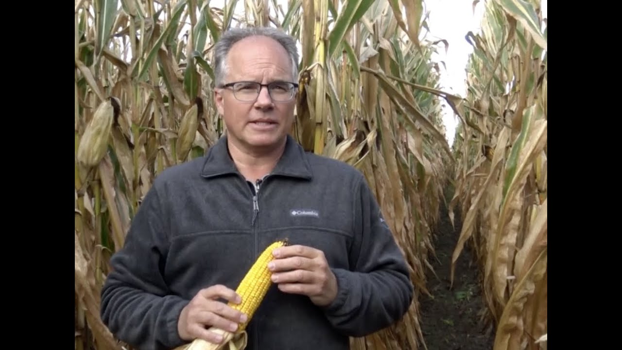 Quoi observer dans vos champs de maïs grain avant la récolte?